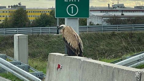 Nenavaden prizor na obvoznici: opazili so prav posebno ptico (FOTO)