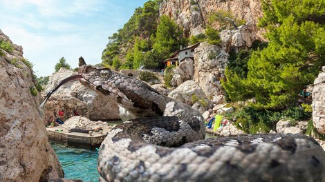 Prava drama na Hvaru: ugriznila ga je strupena kača, na otoku ni protistrupa