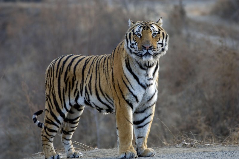 Sibirski tiger ima skrivnost, za katero večina ne ve (presenetilo vas bo) (foto: Profimedia)