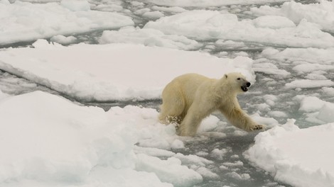 Polarni medved topljenje ledu podnebne spremembe