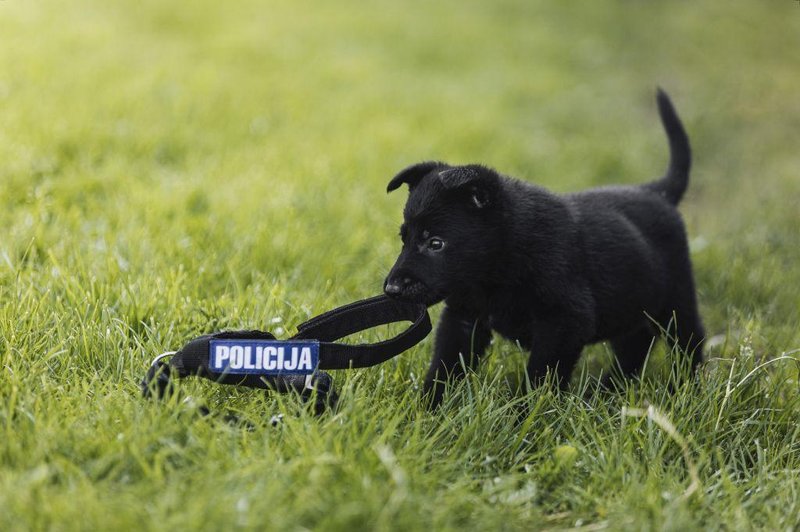 Spoznajte policijskega psa, katerega ime je strogo varovana skrivnost (foto: Slovenska policija / spletna stran)