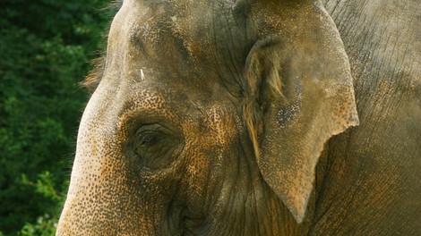 slon ZOO Ljubljana Ganga