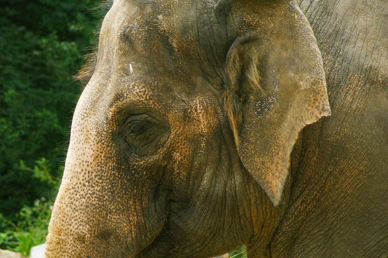 V ZOO Ljubljana delili čustven in iskren zapis o slonici Gangi (foto: Profimedia)