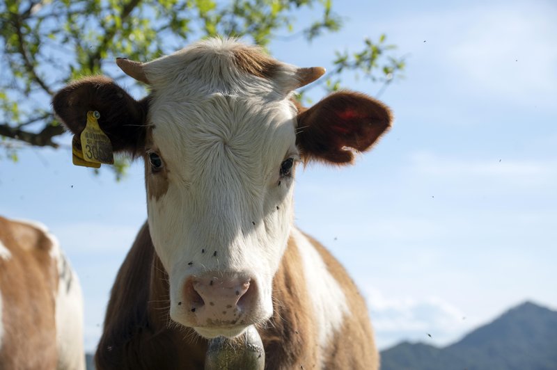 Odvzem govedi pri Krškem razburja tudi politiko: "Naredili so zelo veliko strokovnih napak, ki že mejijo na mučenje živali" (foto: Bobo/Klara Bokan)