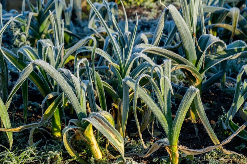 To morate nujno storiti na vrtu, preden se temperature spustijo pod ničlo (foto: Profimedia)