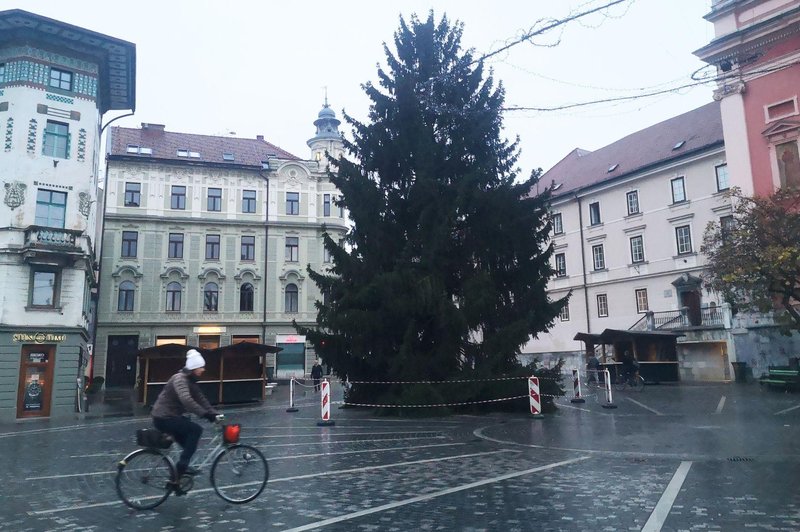 FOTO: Na Prešernovem trgu že stoji 20-metrska smreka, kako so jo poimenovali letos? (foto: Uredništvo)