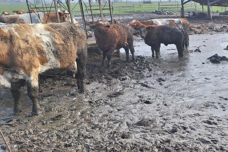 Kalvarije z odvzemom še ni konec: kdo bo dobil denar od prodaje živine in zakaj je država kršitelju izplačala denar za dobro počutje živali? (foto: Facebook/Društvo za zaščito konj)