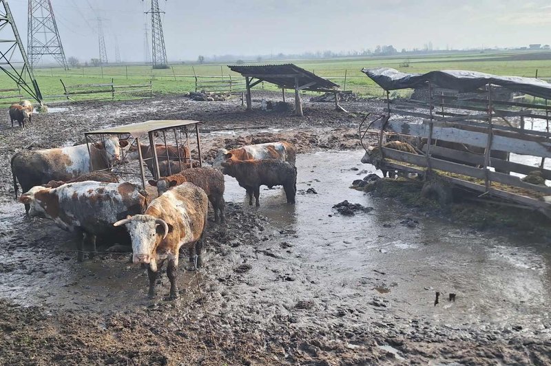 Nove informacije glede odvzema goveda: v preteklosti na kmetiji že večkrat ugotovili kršitve (foto: Facebook/Društvo za zaščito konj)