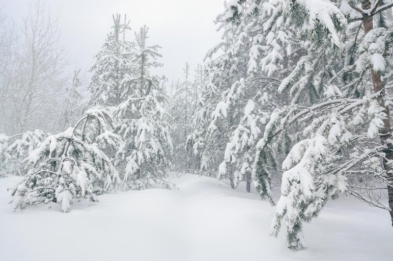 Presenečenje: nekateri prebivalci Slovenije so se zbudili v belo jutro (foto: Profimedia)