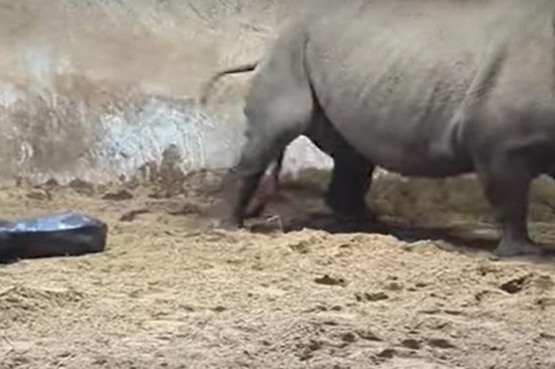 V živalskem vrtu se je skotil eden najbolj redkih sesalcev (poglejte trenutek, ko je prišel na svet) (foto: Youtube/posnetek zaslona)