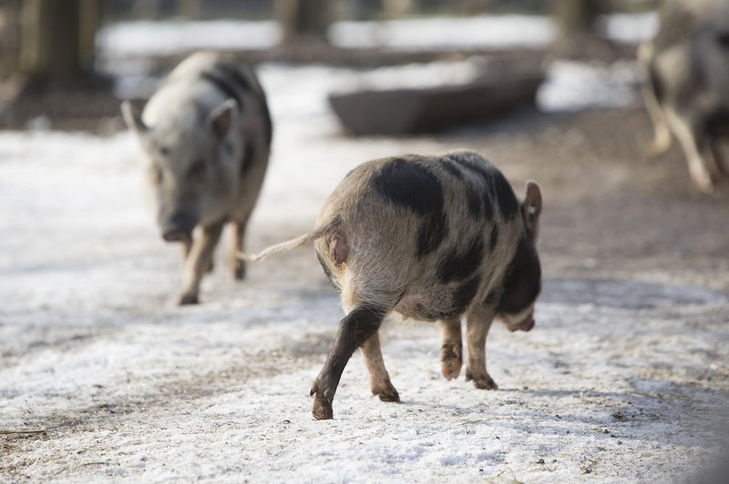 Nizozemsko mesto na pomoč poklicalo – prašiče! (foto: Profimedia)