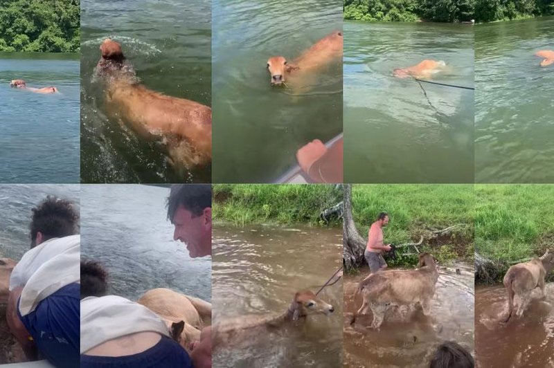 Mladina zagledala utapljajočo se kravo, vse posnela in naredila nekaj izjemnega (VIDEO) (foto: Youtube posnetek zaslona)