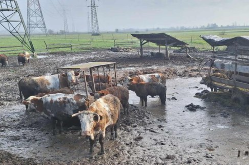 Zdaj je tudi uradno: pri odvzemu goveda na Krškem je prišlo do kršenja zakonodaje (foto: Facebook/Društvo za zaščito konj)