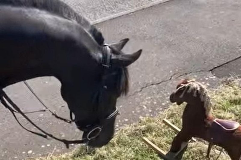 Konj ob cesti zagleda plišastega konjička in njegova reakcija je neverjetna (posnetek vas bo nasmejal do solz) (foto: Youtube/posnetek zaslona)