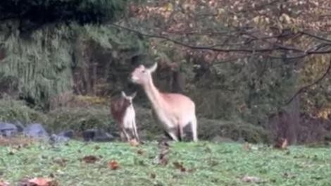 ZOO Ljubljana živalski vrt  živali antilopa