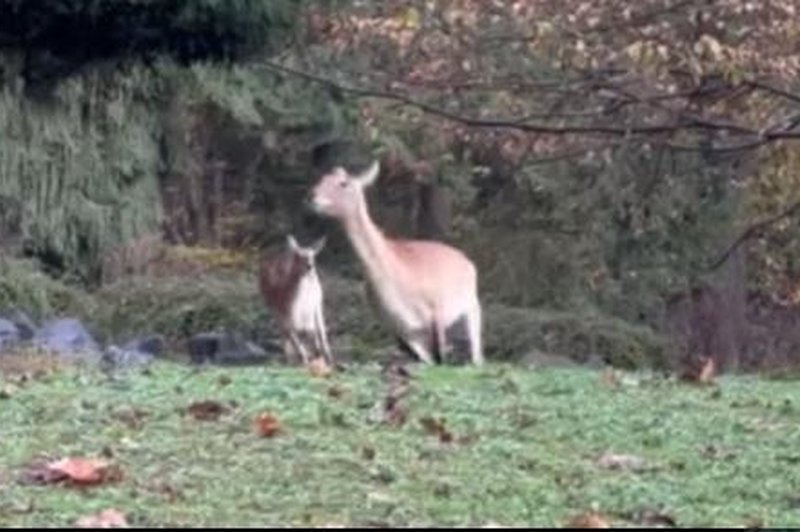 Kaj storiti, če ti otrok ne da miru? V ZOO Ljubljana je to odlično demonstrirala antilopa (poglejte posnetek) (foto: ZOO Ljubljana/Facebook/posnetek zaslona)