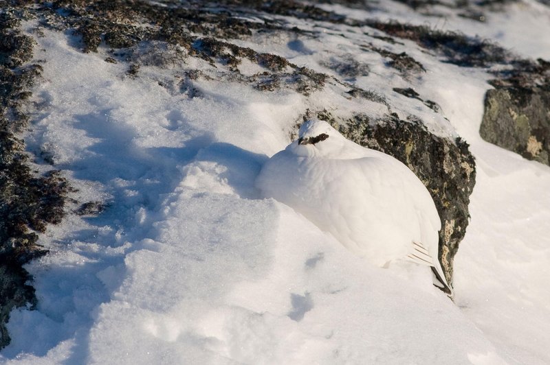 Tudi vi nevede ogrožate to čudovito ptico, ki ima zelo rada zimo in sneg? (foto: Profimedia)