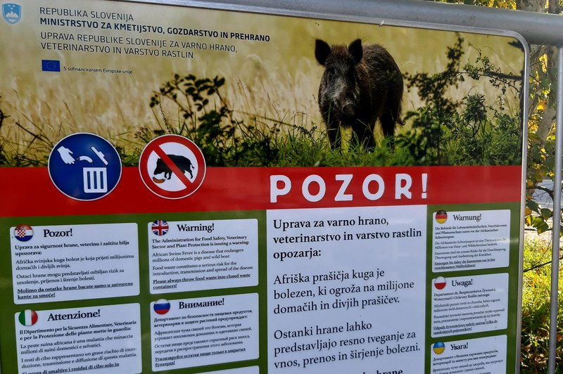 Lovci opozarjajo na hitro širjenje afriške prašičje kuge: "Samo vprašanje časa je, kdaj se bo pojavila tudi v Sloveniji" (foto: Žiga Živulović j.r./Bobo)