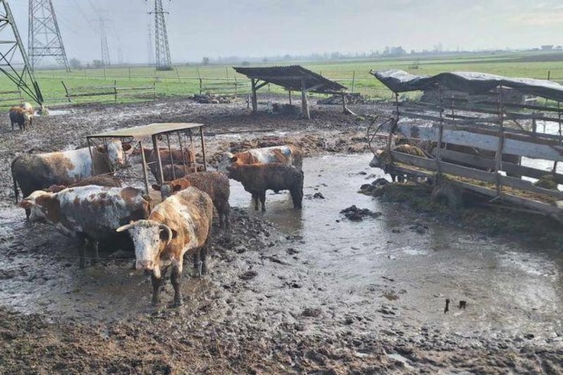 Prizori iz Možganove kmetije razkrivajo, da je govedo živelo v blatu in lastnih iztrebkih. (foto: Facebook/Društvo za zaščito konj)