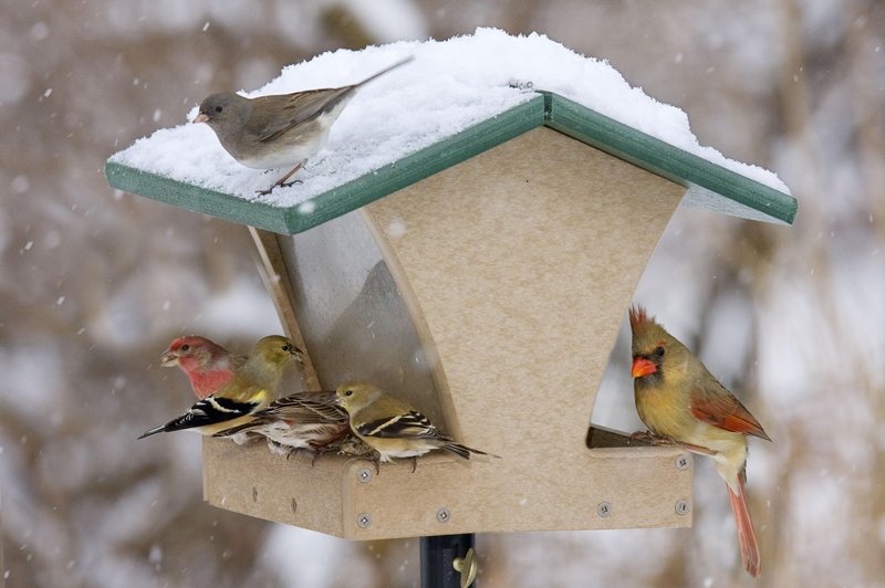 Ko se temperature spustijo pod ledišče, ptički potrebujejo bolj kalorično hrano (foto: Profimedia)