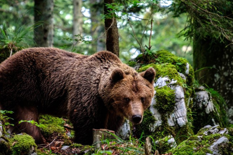 Kljub nasprotovanju dela javnosti v Sloveniji letos odstreljenih 230 rjavih medvedov (foto: Nejc Trpin/Bobo)