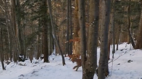 So v okolici Snežnika res ujeli to neverjetno redko vrsto plenilca? (VIDEO)