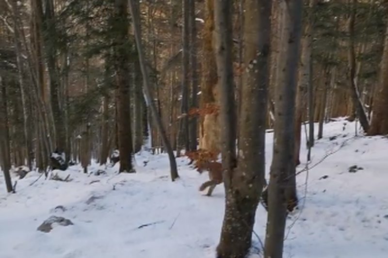 So v okolici Snežnika res ujeli to neverjetno redko vrsto plenilca? (VIDEO) (foto: Facebook/LIFE Lynx/posnetek zaslona)