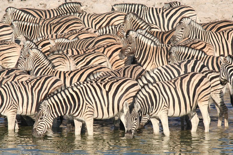 Ali veste, zakaj so zebre črtaste? (foto: Profimedia)