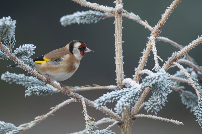 Začetek koledarske zime bodo zaznamovale nizke temperature (foto: Profimedia)