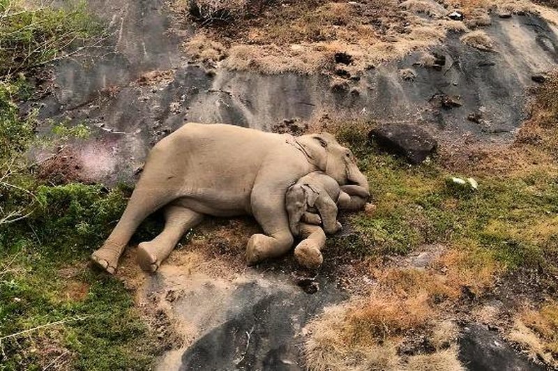 V Indiji so posneli neverjeten prizor, ki ga ne boste nikoli pozabili (VIDEO) (foto: Facebook/Tamil Nadu Forest Department)