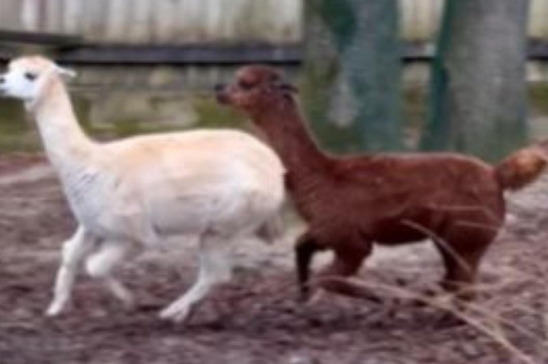 V ljubljanski živalski vrt je prišel mladi samec alpake iz Italije: poglejte, kako (neuspešno) poskuša osvojiti slovenske samičke (VIDEO) (foto: Facebook/ZOO Ljubljana/posnetek zaslona)