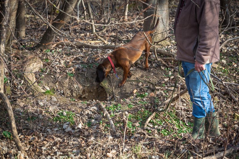 Fotografija je simbolična (foto: Profimedia)