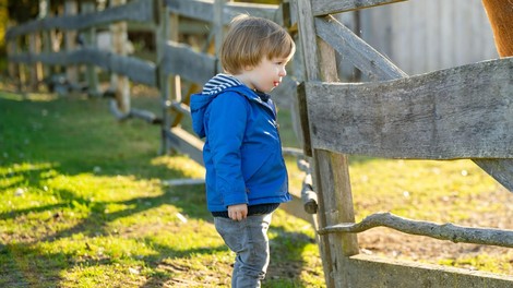 živali ZOO Ljubljana ovce mladički