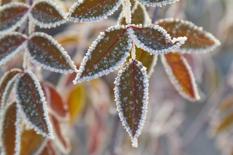 Zbudili smo se v mrzlo jutro: nizke temperature bodo zaznamovale tudi konec tedna (foto: Profimedia)