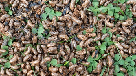 žuželke insekti škržati