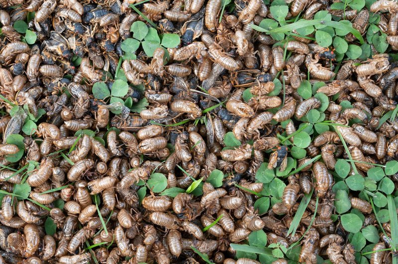 Prizori, ob katerih vas bo minil apetit: po 200 letih se bodo te žuželke enormno namnožile (FOTO) (foto: Profimedia)