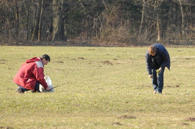 Rastlina, ki raste pred vašim pragom, bi morala biti januarja obvezno na vsakem krožniku (foto: Žiga Živulović j.r./Bobo)