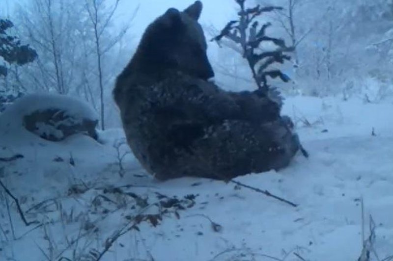 Ali medvedi res pozimi spijo? Tale iz Kočevja je še kako živ in prav uživa v snegu (foto: Life Lynx/posnetek zaslona/Facebook)