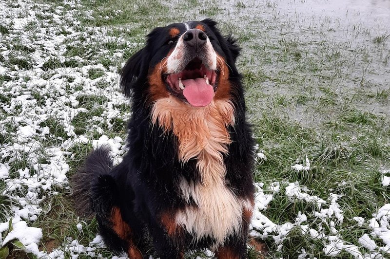 Kje je Lars? Iskalna akcija se nadaljuje, ogromno je neodgovorjenih vprašanj … Ste ga opazili? (foto: K9 iskanje pogrešanih - Slovenija)