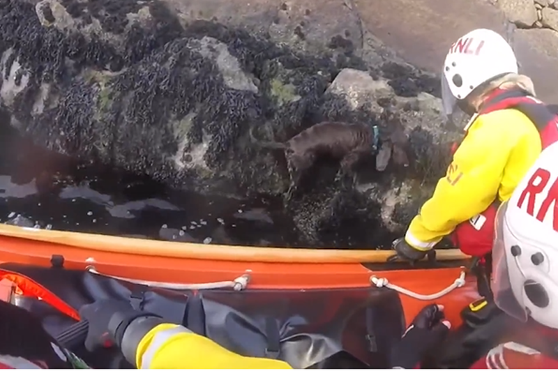 Čudovita zgodba o reševanju prezeblega psička: kosmatinec padel v vodo, nato pa ... (VIDEO) (foto: Posnetek zaslona/Facebook profil Dun Laoghaire RNLI)