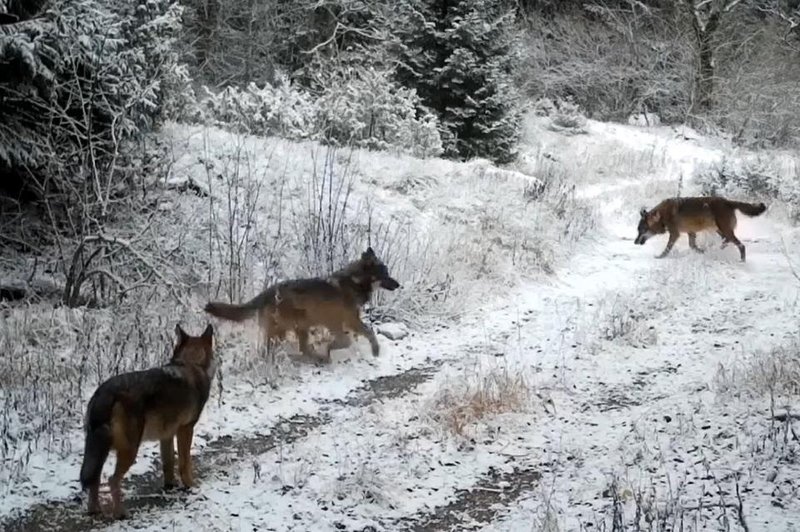 Plitviška jezera, kot jih ne poznate: skrita kamera razkrila neverjeten prizor (foto: Plitviceblog/Facebook)