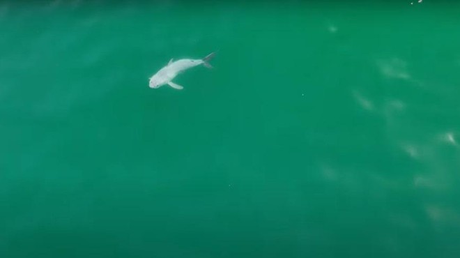 Odkrit 'sveti gral': prvič posneli pravkar rojenega mladička belega morskega psa (poglejte posnetek) (foto: Youtube/posnetek zaslona)