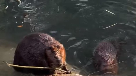 živali bober prehranjevanje živalski vrt ZOO Ljubljana