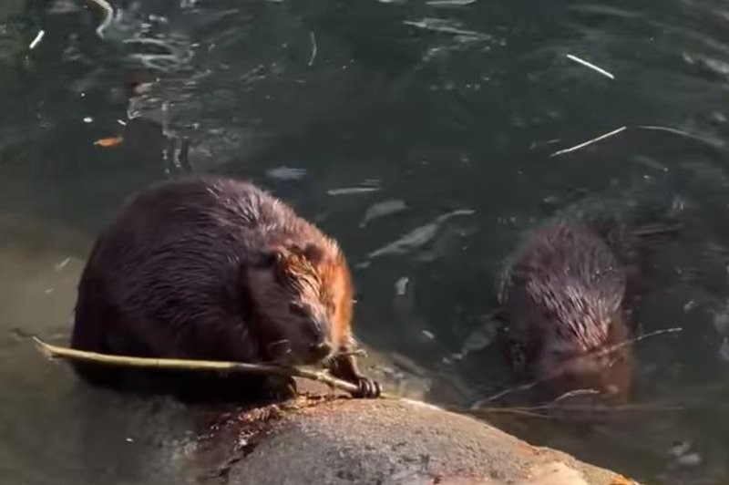 Kaj imata skupnega bober in psihično zdravje človeka? Zelo veliko (presenečeni boste) (foto: ZOO Ljubljana/Facebook/posnetek zaslona)