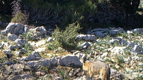 živali šakali Kornati Hrvaška, otoki