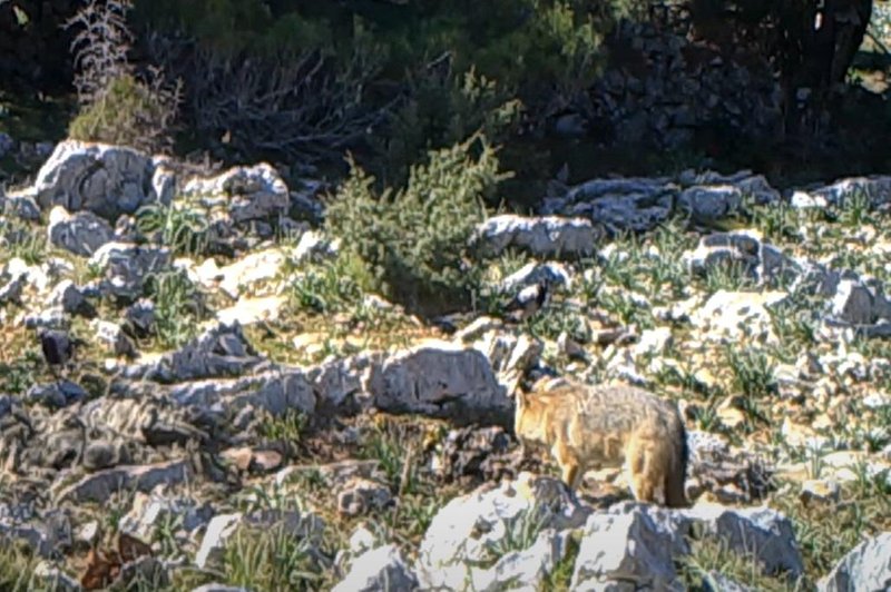 Na Kornatih domačini v smrtnem strahu pred šakali, ki so se množično razpasli – kako bo s turizmom? (foto: Youtube/posnetek zaslona/morski.hr)