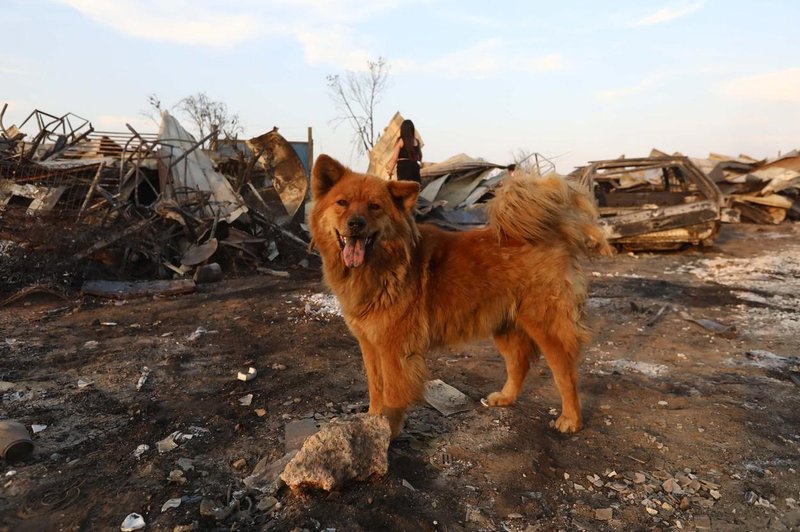 Prizori groze in opustošenja: obsežen požar zahteval že več kot 100 smrtnih žrtev (FOTO&VIDEO) (foto: Profimedia)