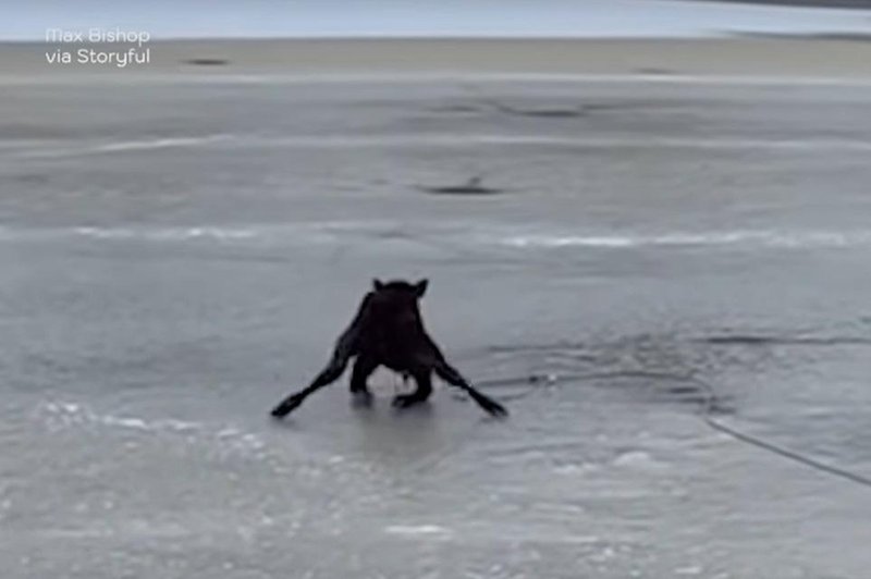 Teliček obtičal sredi zamrznjenega jezera – poglejte, kaj je naredil moški … (foto: Youtube/posnetek zaslona)