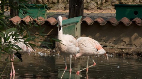 flamingo žival