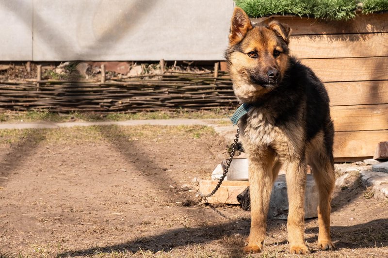 Še ena slovenska zgodba krute realnosti: lastniki umrli, svojci pa psa ustrelili na domačem dvorišču (foto: Profimedia)